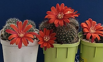 Нажмите на изображение для увеличения.

Название:	IMG_3190.jpg
Просмотров:	17
Размер:	157.3 Кб
ID:	543452