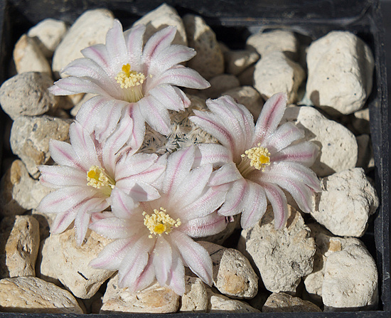 Нажмите на изображение для увеличения.

Название:	DSC09731.jpg
Просмотров:	0
Размер:	243.8 Кб
ID:	543456