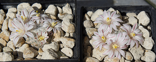 Нажмите на изображение для увеличения.

Название:	DSC09730.jpg
Просмотров:	0
Размер:	163.1 Кб
ID:	543457