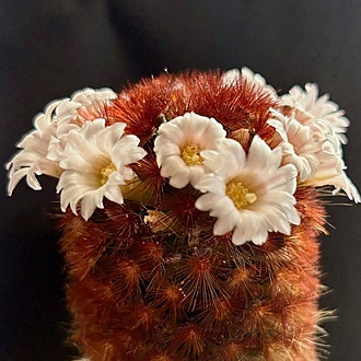 Нажмите на изображение для увеличения.

Название:	IMG_7251.jpg
Просмотров:	82
Размер:	119.6 Кб
ID:	543465