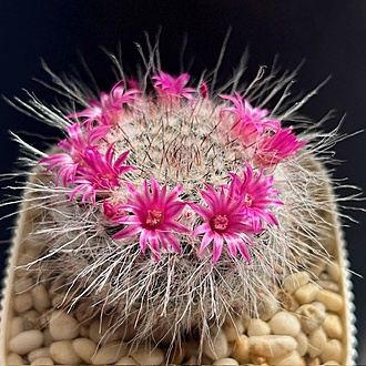 Нажмите на изображение для увеличения.

Название:	IMG_7249.jpg
Просмотров:	83
Размер:	141.3 Кб
ID:	543466