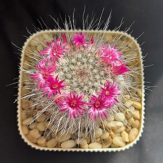 Нажмите на изображение для увеличения.

Название:	IMG_7250.jpg
Просмотров:	81
Размер:	142.1 Кб
ID:	543467