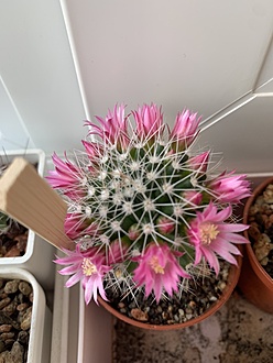 Нажмите на изображение для увеличения.

Название:	IMG_3617.jpg
Просмотров:	57
Размер:	149.0 Кб
ID:	543476