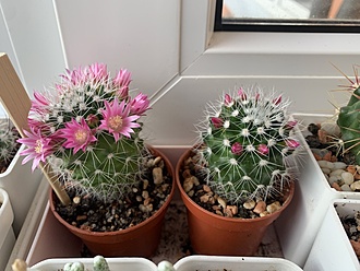 Нажмите на изображение для увеличения.

Название:	IMG_3616.jpg
Просмотров:	54
Размер:	178.8 Кб
ID:	543477