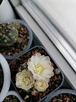 Нажмите на изображение для увеличения.

Название:	IMG_20260409_112253.jpg
Просмотров:	82
Размер:	117.2 Кб
ID:	543495