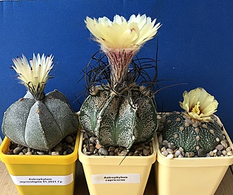 Нажмите на изображение для увеличения.

Название:	IMG_3199.jpg
Просмотров:	60
Размер:	270.3 Кб
ID:	543501