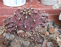 Нажмите на изображение для увеличения.

Название:	20260411_093542.jpg
Просмотров:	50
Размер:	186.7 Кб
ID:	543511