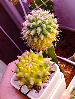 Нажмите на изображение для увеличения.

Название:	PSX_20260411_164158.jpg
Просмотров:	0
Размер:	192.0 Кб
ID:	543515