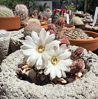 Нажмите на изображение для увеличения.

Название:	photo_2026-04-13_23-14-25.jpg
Просмотров:	80
Размер:	329.0 Кб
ID:	543530