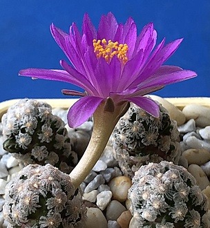 Нажмите на изображение для увеличения.  Название:	IMG_3222.jpg Просмотров:	0 Размер:	231.5 Кб ID:	543532