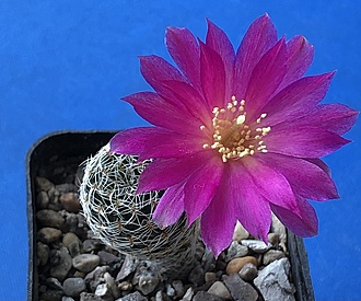 Нажмите на изображение для увеличения.  Название:	IMG_3224.jpg Просмотров:	0 Размер:	197.0 Кб ID:	543533