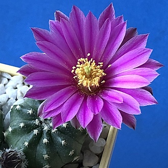 Нажмите на изображение для увеличения.  Название:	IMG_3211.jpg Просмотров:	0 Размер:	219.6 Кб ID:	543534