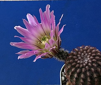 Нажмите на изображение для увеличения.  Название:	IMG_3221.jpg Просмотров:	0 Размер:	217.6 Кб ID:	543535