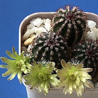 Нажмите на изображение для увеличения.  Название:	IMG_3226.jpg Просмотров:	0 Размер:	238.8 Кб ID:	543536