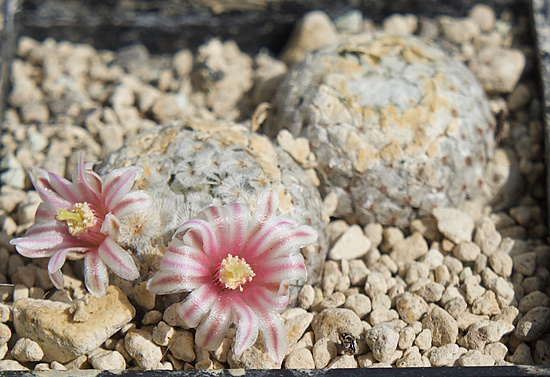 Нажмите на изображение для увеличения.

Название:	DSC09741.jpg
Просмотров:	40
Размер:	223.9 Кб
ID:	543540