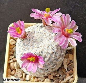 Нажмите на изображение для увеличения.

Название:	1.jpg
Просмотров:	32
Размер:	250.7 Кб
ID:	543556