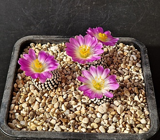 Нажмите на изображение для увеличения.

Название:	2.jpg
Просмотров:	31
Размер:	291.8 Кб
ID:	543557