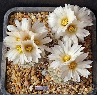 Нажмите на изображение для увеличения.

Название:	3.jpg
Просмотров:	32
Размер:	271.4 Кб
ID:	543558