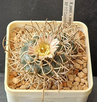 Нажмите на изображение для увеличения.

Название:	5.jpg
Просмотров:	33
Размер:	252.7 Кб
ID:	543560