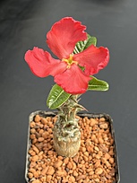 Нажмите на изображение для увеличения.

Название:	IMG_1672.jpg
Просмотров:	37
Размер:	139.2 Кб
ID:	543584