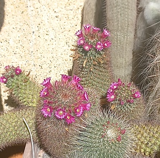 Нажмите на изображение для увеличения.

Название:	20260417_163552.jpg
Просмотров:	42
Размер:	331.3 Кб
ID:	543608