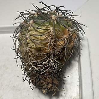 Нажмите на изображение для увеличения.

Название:	IMG_7397.jpg
Просмотров:	7
Размер:	217.5 Кб
ID:	543610