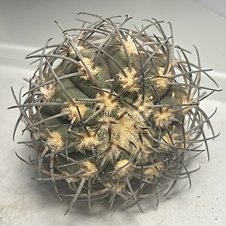 Нажмите на изображение для увеличения.

Название:	IMG_7399.jpg
Просмотров:	7
Размер:	257.2 Кб
ID:	543611