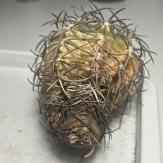 Нажмите на изображение для увеличения.

Название:	IMG_7398.jpg
Просмотров:	7
Размер:	228.3 Кб
ID:	543612