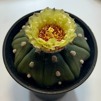 Нажмите на изображение для увеличения.

Название:	IMG_7404.jpg
Просмотров:	53
Размер:	175.6 Кб
ID:	543629