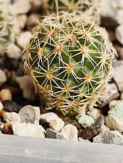 Нажмите на изображение для увеличения.

Название:	Coryphantha pallida. SB 568.jpg
Просмотров:	0
Размер:	209.7 Кб
ID:	543635