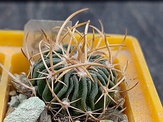 Нажмите на изображение для увеличения.

Название:	Echinofossulocactus lamellosus.jpg
Просмотров:	0
Размер:	198.7 Кб
ID:	543636