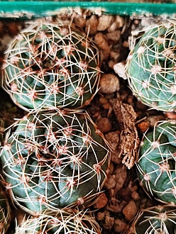 Нажмите на изображение для увеличения.

Название:	Gymnocalycium ponomarevae  VG  572.jpg
Просмотров:	0
Размер:	277.3 Кб
ID:	543637