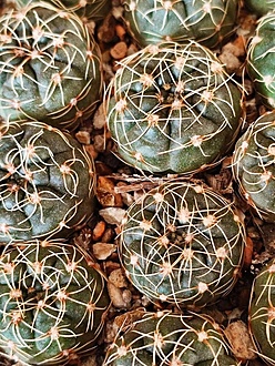 Нажмите на изображение для увеличения.

Название:	Gymnocalycium schreiteri GN  5533.jpg
Просмотров:	0
Размер:	311.7 Кб
ID:	543638