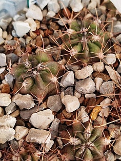 Нажмите на изображение для увеличения.  Название:	Lobivia ferox  VG 1742.jpg Просмотров:	3 Размер:	292.4 Кб ID:	543645