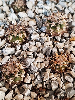 Нажмите на изображение для увеличения.  Название:	Acanthocalycium  chionanthum  VG 90.jpg Просмотров:	3 Размер:	263.5 Кб ID:	543641