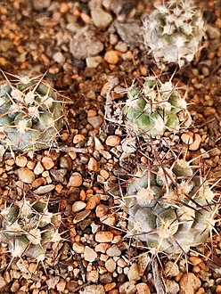 Нажмите на изображение для увеличения.  Название:	Acanthocalycium glaucum VG 176..jpg Просмотров:	3 Размер:	329.8 Кб ID:	543642