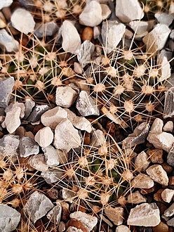 Нажмите на изображение для увеличения.  Название:	Lobivia  chrysochete  VG 154.jpg Просмотров:	3 Размер:	303.9 Кб ID:	543644