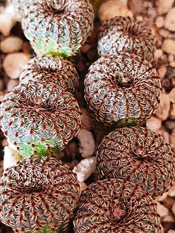 Нажмите на изображение для увеличения.

Название:	Frailea pygmaea  v. phaeodisca  BN  466.jpg
Просмотров:	0
Размер:	325.2 Кб
ID:	543646