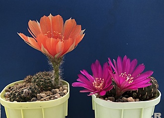 Нажмите на изображение для увеличения.

Название:	IMG_3237.jpg
Просмотров:	15
Размер:	136.6 Кб
ID:	543650