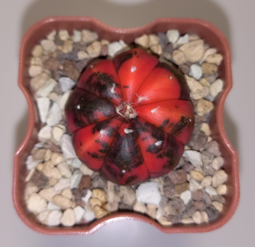 Нажмите на изображение для увеличения.

Название:	20260420_172108.jpg
Просмотров:	49
Размер:	157.9 Кб
ID:	543660