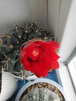 Нажмите на изображение для увеличения.

Название:	IMG_20260421_132908.jpg
Просмотров:	19
Размер:	117.8 Кб
ID:	543686