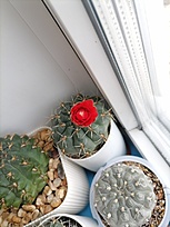 Нажмите на изображение для увеличения.

Название:	IMG_20260421_132845.jpg
Просмотров:	19
Размер:	147.7 Кб
ID:	543687