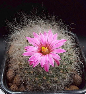 Нажмите на изображение для увеличения.

Название:	1.jpg
Просмотров:	19
Размер:	346.1 Кб
ID:	543693