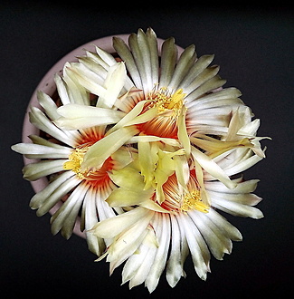 Нажмите на изображение для увеличения.

Название:	1.jpg
Просмотров:	18
Размер:	274.1 Кб
ID:	543695