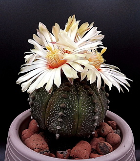 Нажмите на изображение для увеличения.

Название:	3.jpg
Просмотров:	17
Размер:	255.6 Кб
ID:	543696