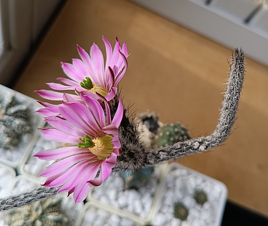 Нажмите на изображение для увеличения.

Название:	1000078374.jpg
Просмотров:	16
Размер:	151.2 Кб
ID:	543699