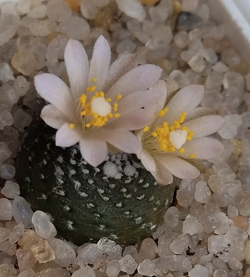 Нажмите на изображение для увеличения.

Название:	1776804422383.jpg
Просмотров:	17
Размер:	163.3 Кб
ID:	543702