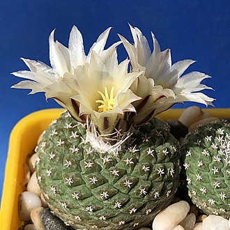 Нажмите на изображение для увеличения.

Название:	IMG_3243.jpg
Просмотров:	15
Размер:	261.8 Кб
ID:	543707