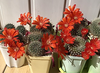 Нажмите на изображение для увеличения.

Название:	IMG_3242.jpg
Просмотров:	73
Размер:	225.2 Кб
ID:	543709