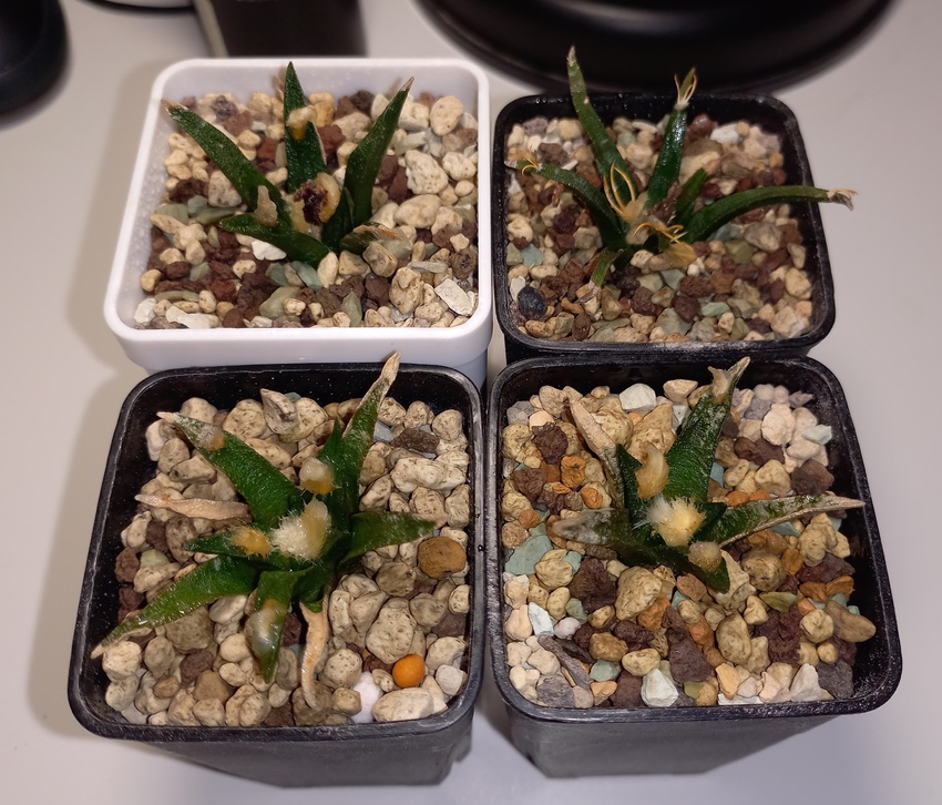 Нажмите на изображение для увеличения.

Название:	20260422_205339.jpg
Просмотров:	44
Размер:	244.4 Кб
ID:	543716